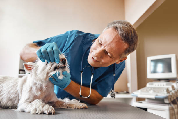 Best 24-Hour Emergency Dental Care in El Cenizo, TX